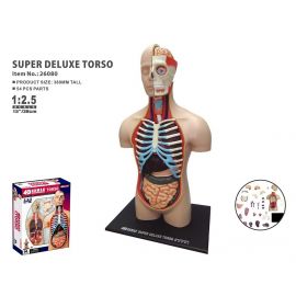 Robetoy - Human Anatomy - Torso Duluxe 40 cm 26062