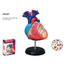 Robetoy - Human Anatomy - Heart 10 cm 26052