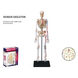 Robetoy - Human Anatomy - Skeleton 19 cm 26059