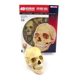 Robetoy - Human Anatomy - Skull 16 cm 26060