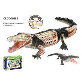 Robetoy - Animal Anatomy - Crocodile 24 cm 26074